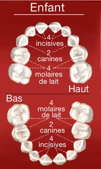 Dents de l'adulte dents de l'enfant